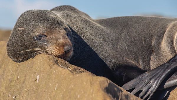 Can you spot this seal's bizarre shark bite?