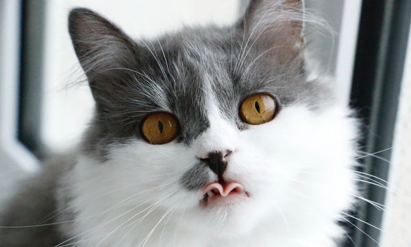 Why cats stare at you in the shower