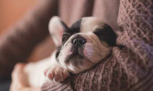 Seriously. What do our pets dream about?
