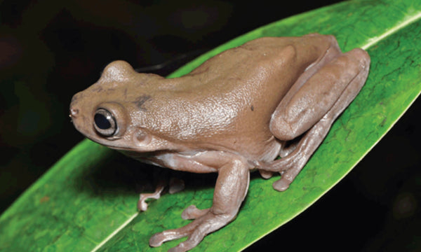 Turns out chocolate frogs are real