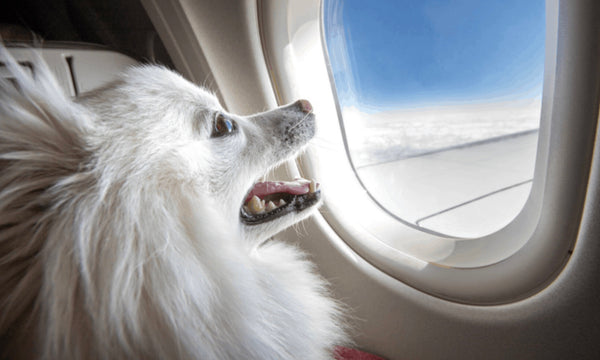 Are pets cleared for take-off?