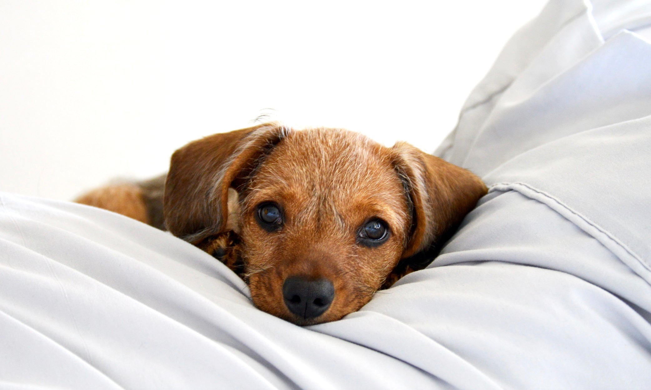 Could this REALLY save pets from stress?