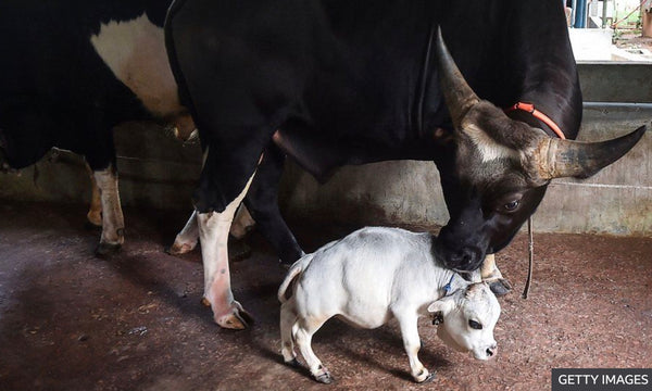 The world’s smallest cow is everything