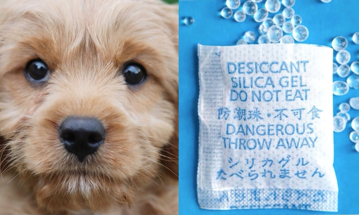 What really happens when pets eat these? – Drool by Dr. Chris Brown