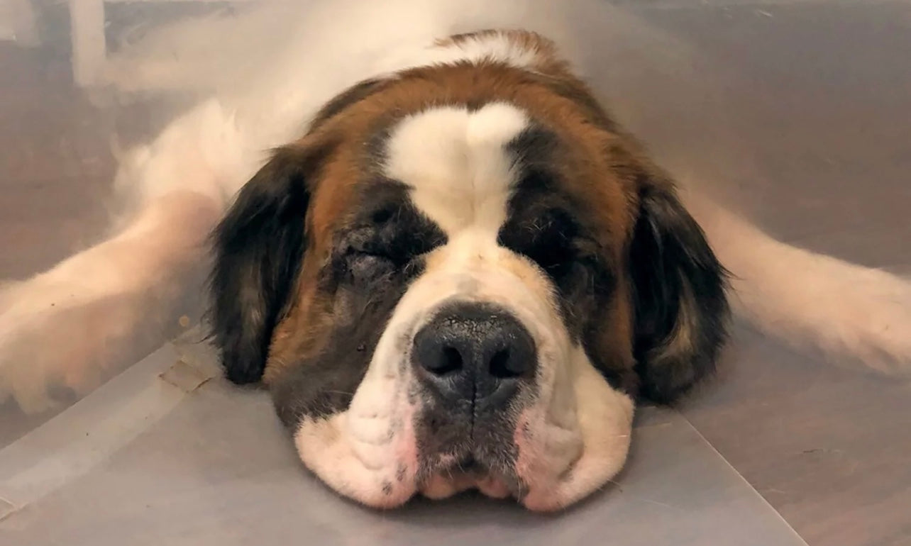 How dogs can turn green (or brown) overnight 🤯