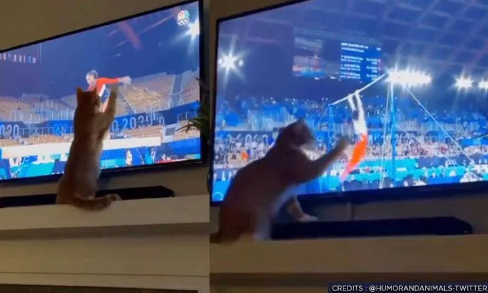 Why so many pets are obsessed with the Olympics