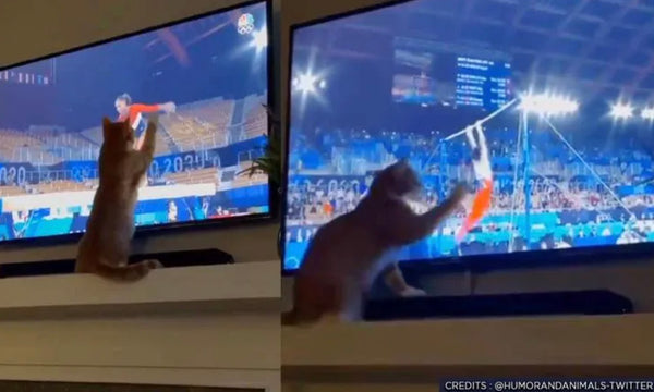Why so many pets are obsessed with the Olympics