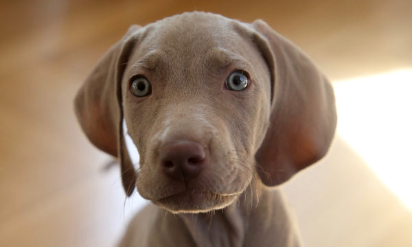 Does a Full Moon Really Affect Cat Behavior? Surprising Truths Revealed