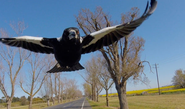 The surprising ways to stop magpie swooping