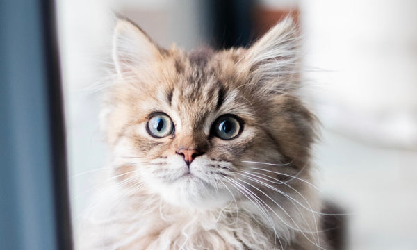 This table for attention seeking cats is everything