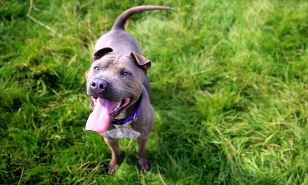 Why that wag says more than you think!