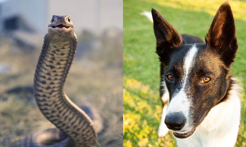 The top tip to avoid snake bites