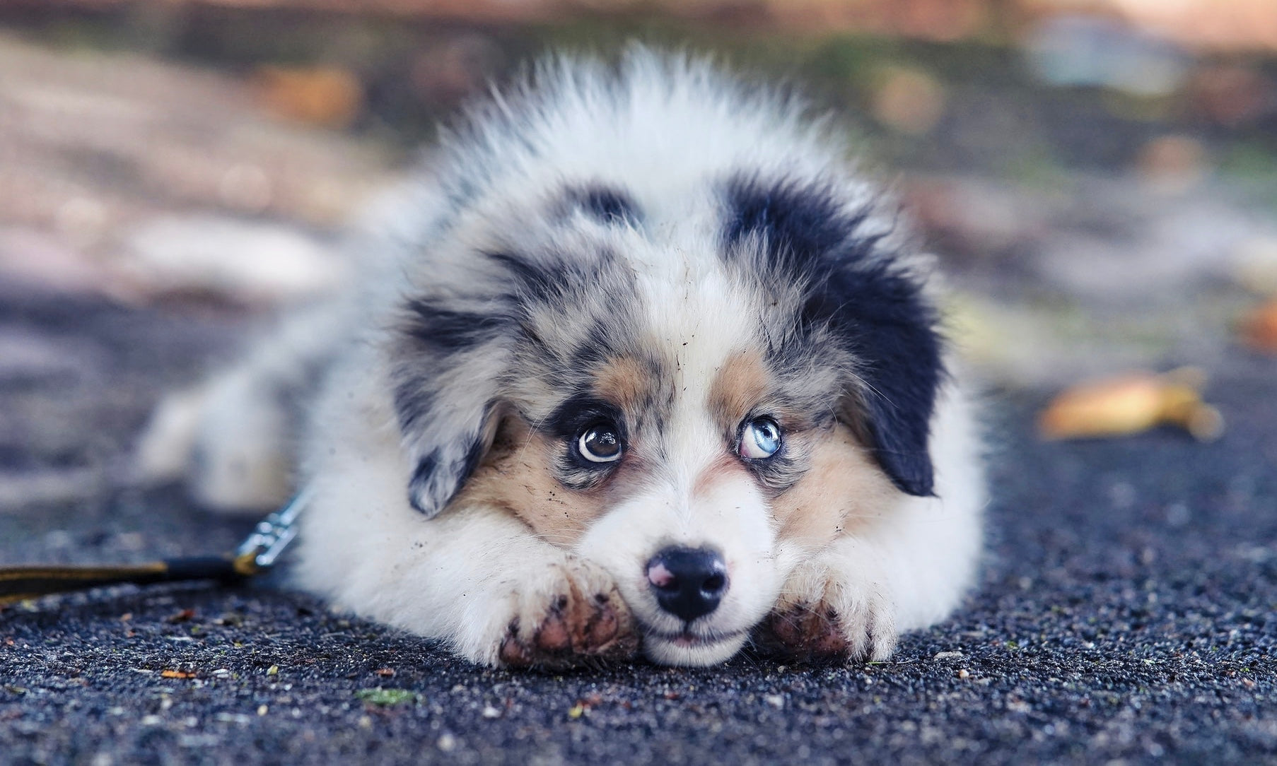 How to avoid that furry separation stress