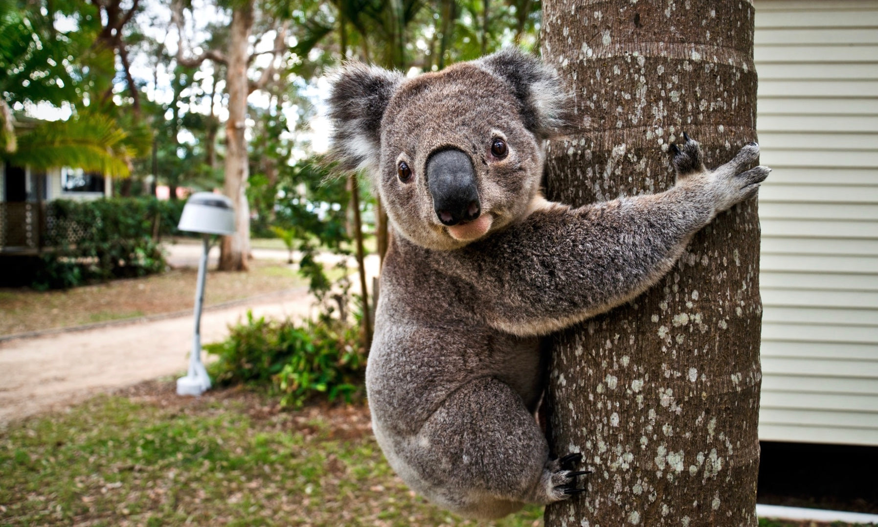 Is this the most adorable vaccine rollout ever?