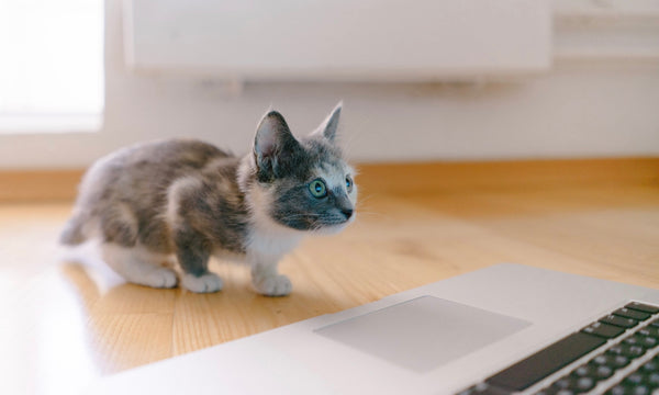 The surprising reason cats LOVE a keyboard walk