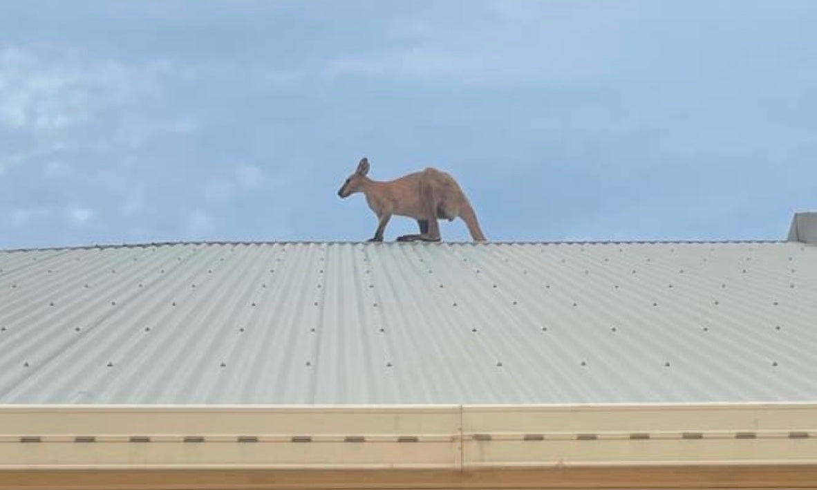 How this kangaroo ended up on a roof