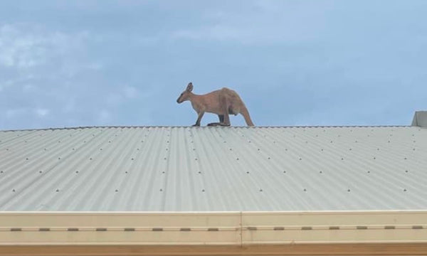 How this kangaroo ended up on a roof