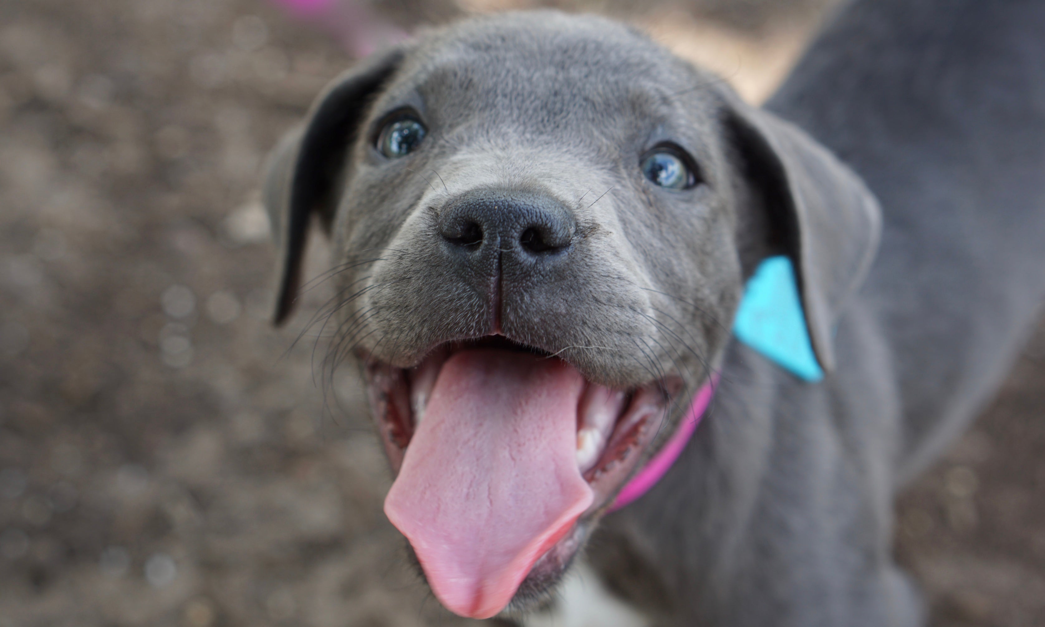 The surprising toxin pets can lick right off us