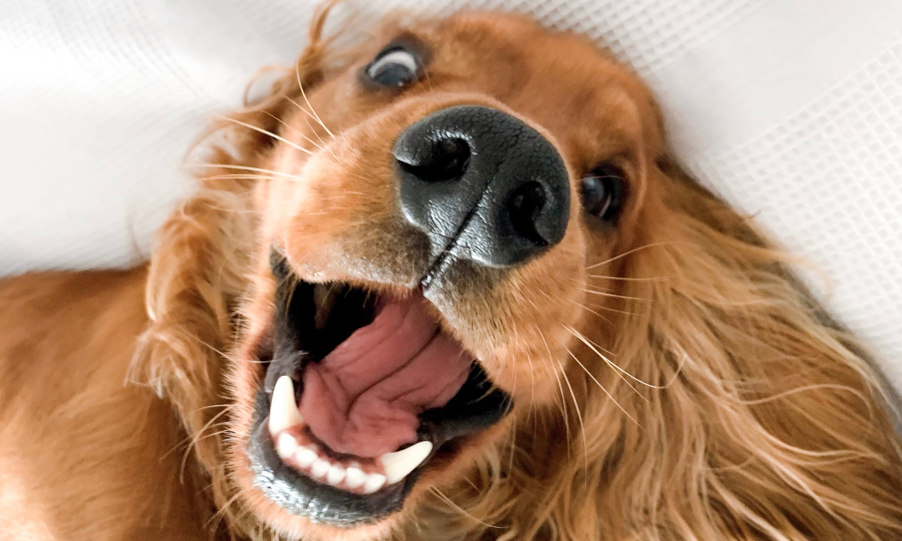How long your mate's attention span REALLY is