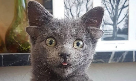 How this sweet kitten ended up with 4 ears