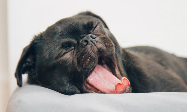 What that yawn REALLY means