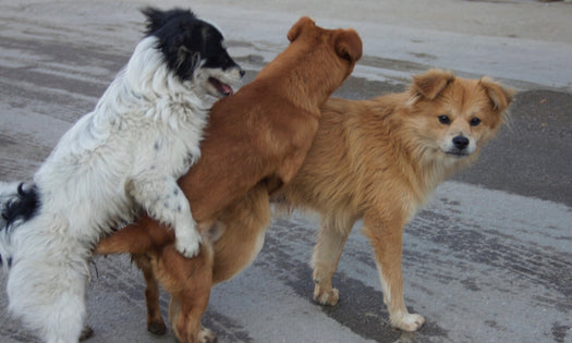 Gulp. Why dogs REALLY hump!
