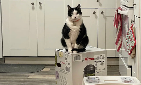 Why cats are holding this blender hostage