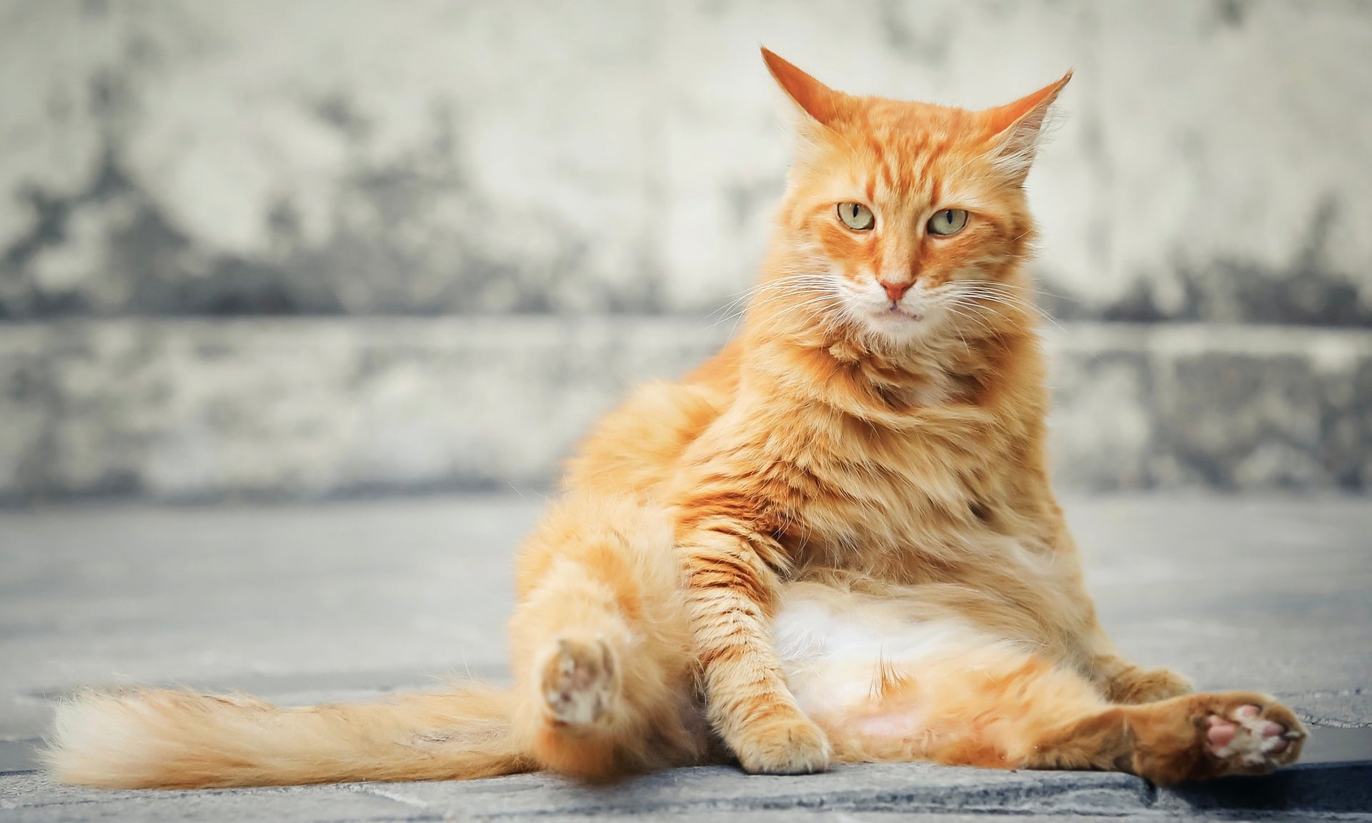 Why cats actually have that belly pouch