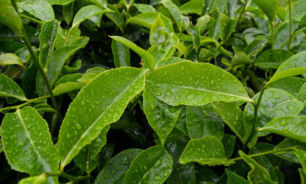 So what is L-theanine?