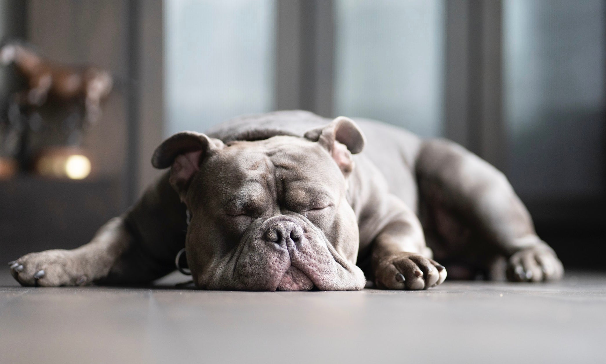 Why dogs let out that dramatic sigh