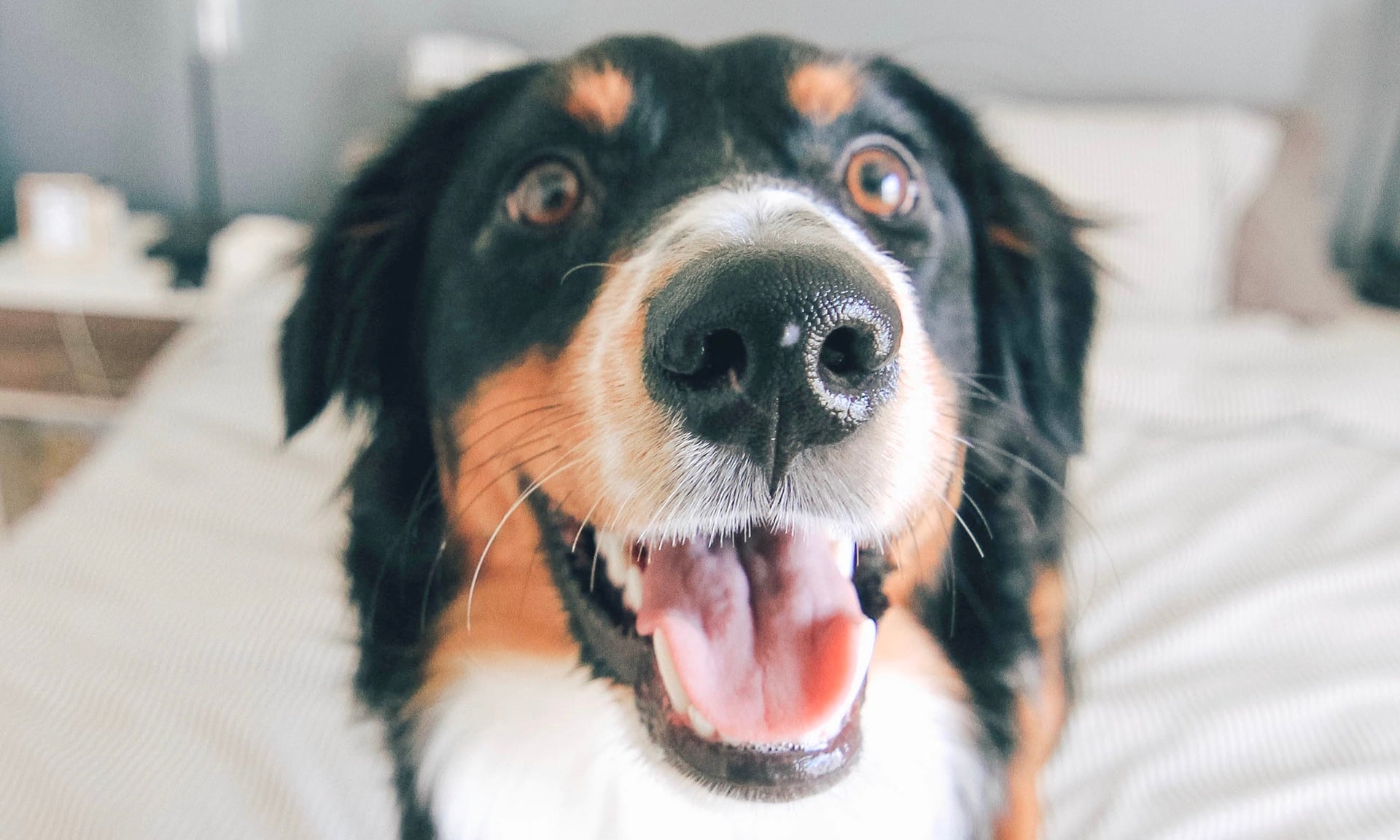 How your dog is saying ‘I LOVE YOU’...today!