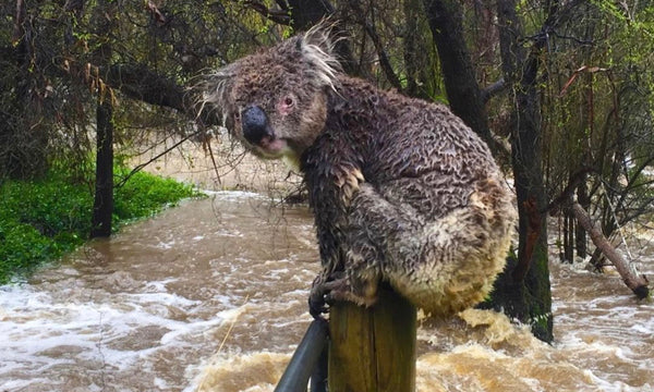 The simple ways to help flood affected wildlife