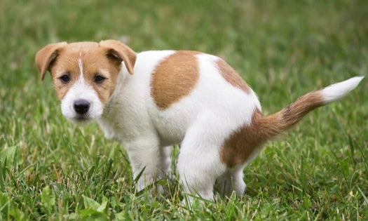 Why that walk brings on poo time!