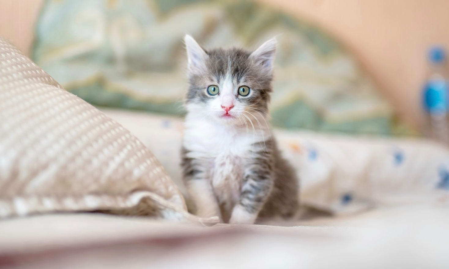 Why clean litter trays are used immediately!