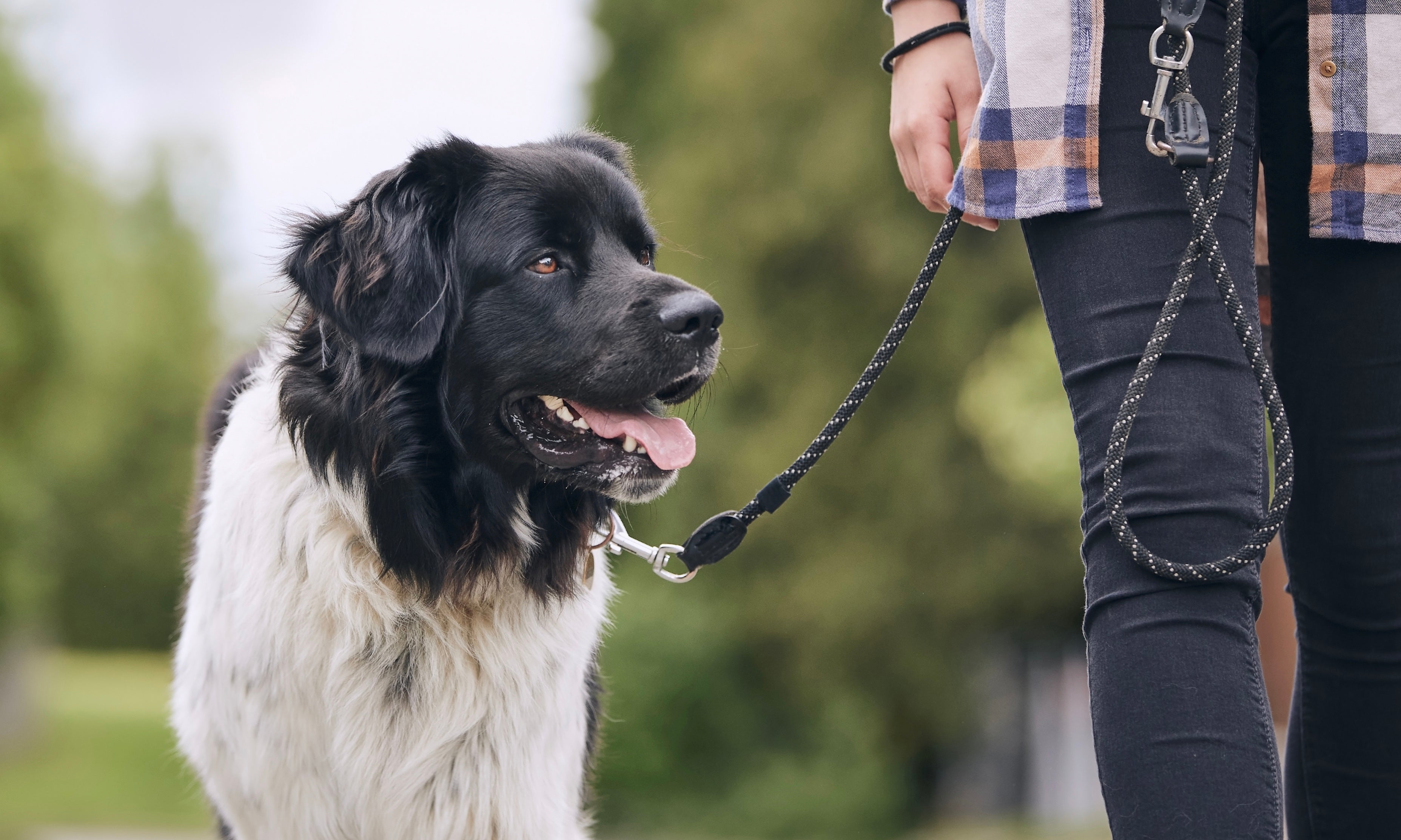 How to stop that pulling on the lead!