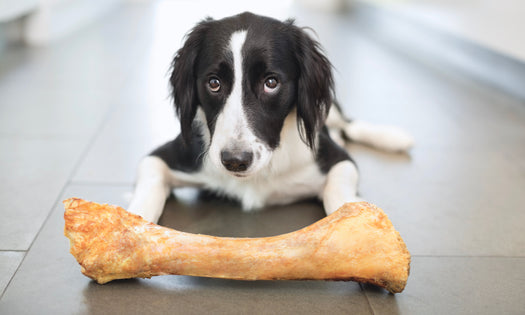 What's the deal with feeding bones...really?!