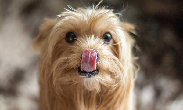 Oh boy. So here's why they REALLY eat poo!