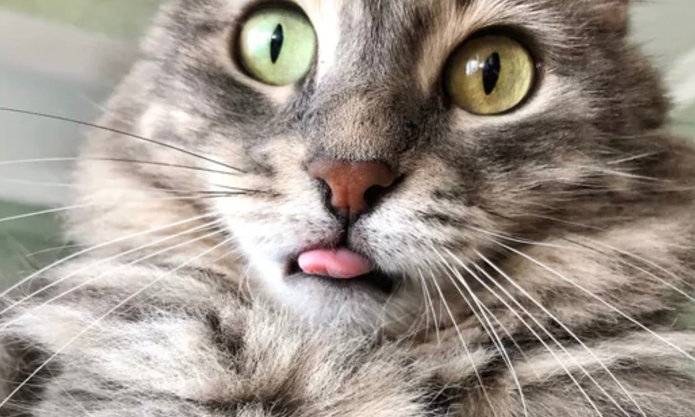 The reason cats leave their tongue out is...wild