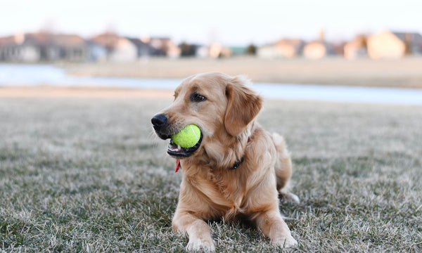 The 3 household items that cause the most vet visits