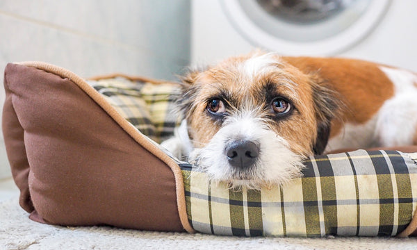 Why pets are either thunderstorm freakers or sleepers