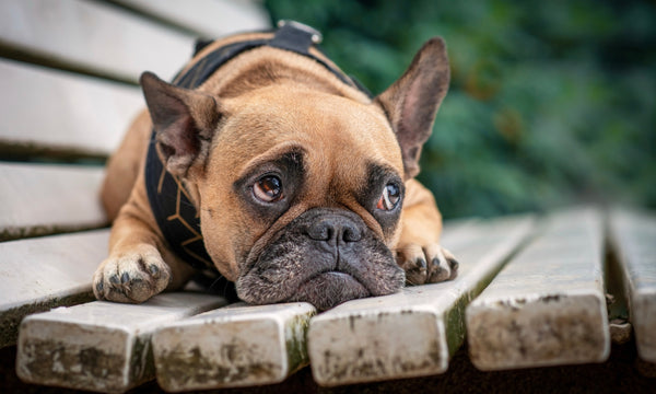 How this tick season is dangerously different...