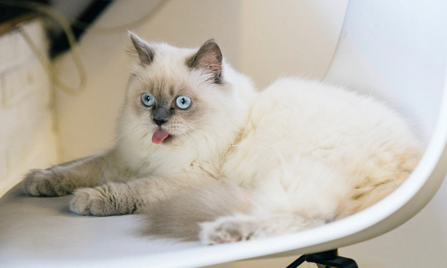 The secret way furballs work. And how to help...