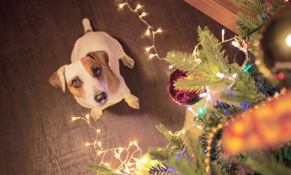 How to avoid Christmas tree chaos!