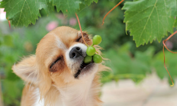 No way Rosé! We finally know if grapes are toxic