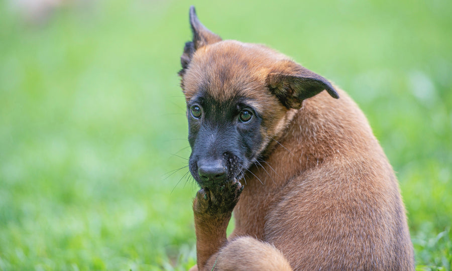 Why dogs really lick and chew their feet