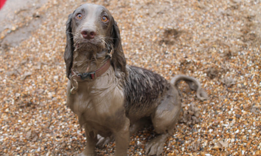 Why they MUST roll in that gross stuff after a bath