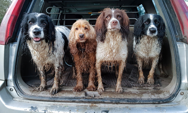 We finally know what ‘wet dog smell’ really is