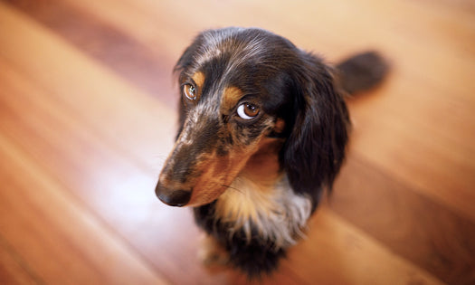 How to fix that eye-watering doggy odour