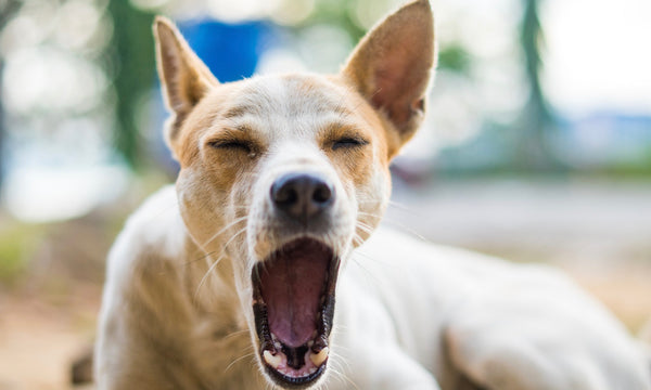 Why dogs and cats yawn when they see us!