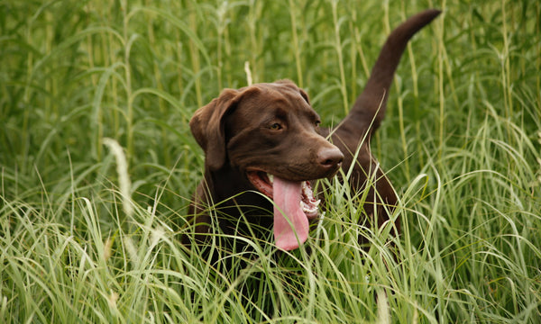 What's the deal with dogs and grass seeds?